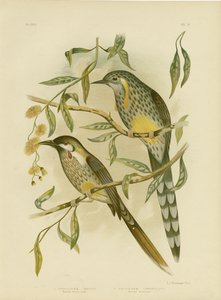 イエローワトルバード、1891年 作： Gracius Broinowski